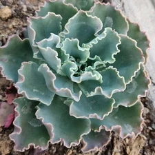 Live Echeveria blue curls succulent plants Fully rooted in 4 inch Planters Fresh