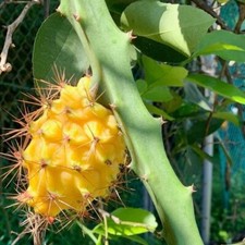 ECUADOR PALORA Dragon Fruit Cutting (UK Grown, 15cm)