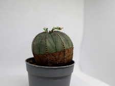 Euphorbia Obesa Rare form Ø6cm Cactus Kakteen Succulent Piante Grasse Kaktus