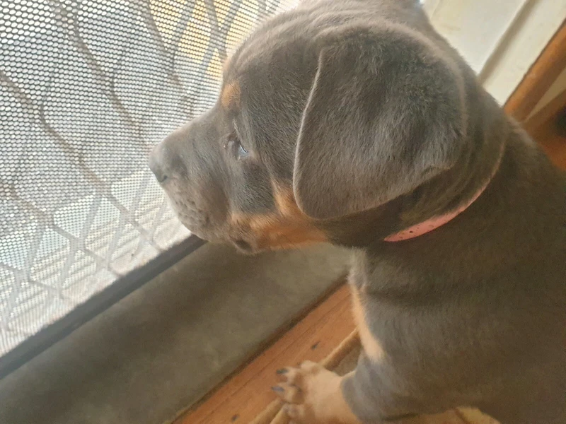 Puppy Rottweiler X For Sale Dogs Puppies Gumtree Australia Whittlesea Area Lalor 1250369305
