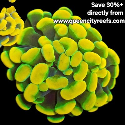 WYSIWYG Holy Bright Branching Hammer LPS Coral - Live Coral