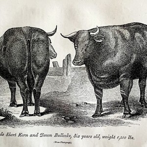 Short Horn Ox And Devon Bull 1863 Victorian Agriculture Animals Art DWZ4A