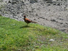 Photo 6x4 Pheasant on the beach at Port na Curaich Ardbeg Point/NS0678 T c2009