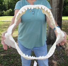 HUGE 21" Tiger Shark Jaw, Shark Teeth, Sharks #52142