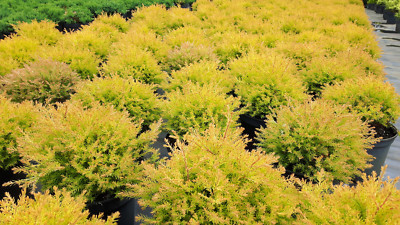unterschied thuja smaragd und occidentalis Lebensbaum - Thuja occidentalis golden smaragd
