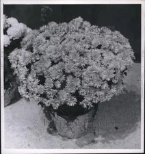 1963 Press Photo Chrysanthemum Flower Bouquet - nee02379