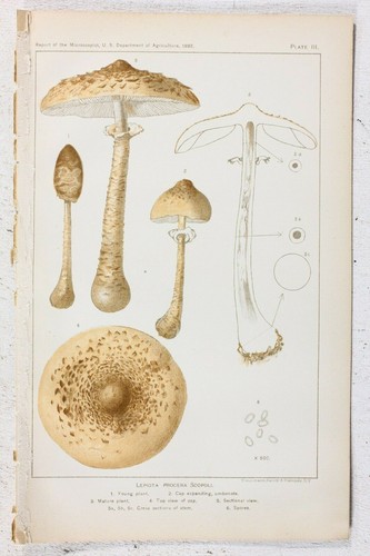 Antiker Chromolithograph Druck Lepiota Procera Scopoli Pilz Küchendeko  - Bild 1 von 2