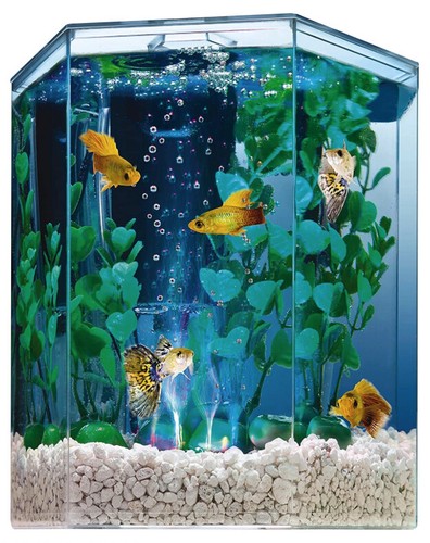1 gallon fish tank