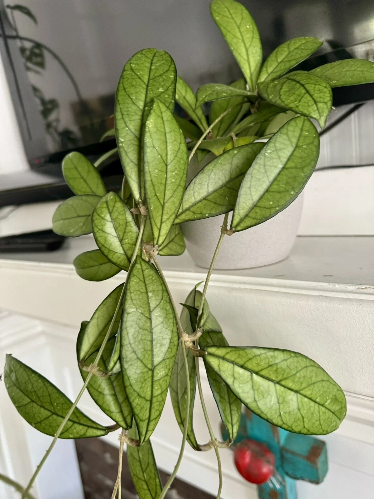 hoya crassipetiolata splash