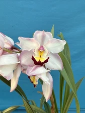 Cymbidium NOID (Y) Pink Maroon White New Growths Blooming Orchid Hybrid 6” Pot