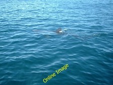 Photo 6x4 Basking Shark, Padstow Bay New Polzeath Linked to my other phot c2005