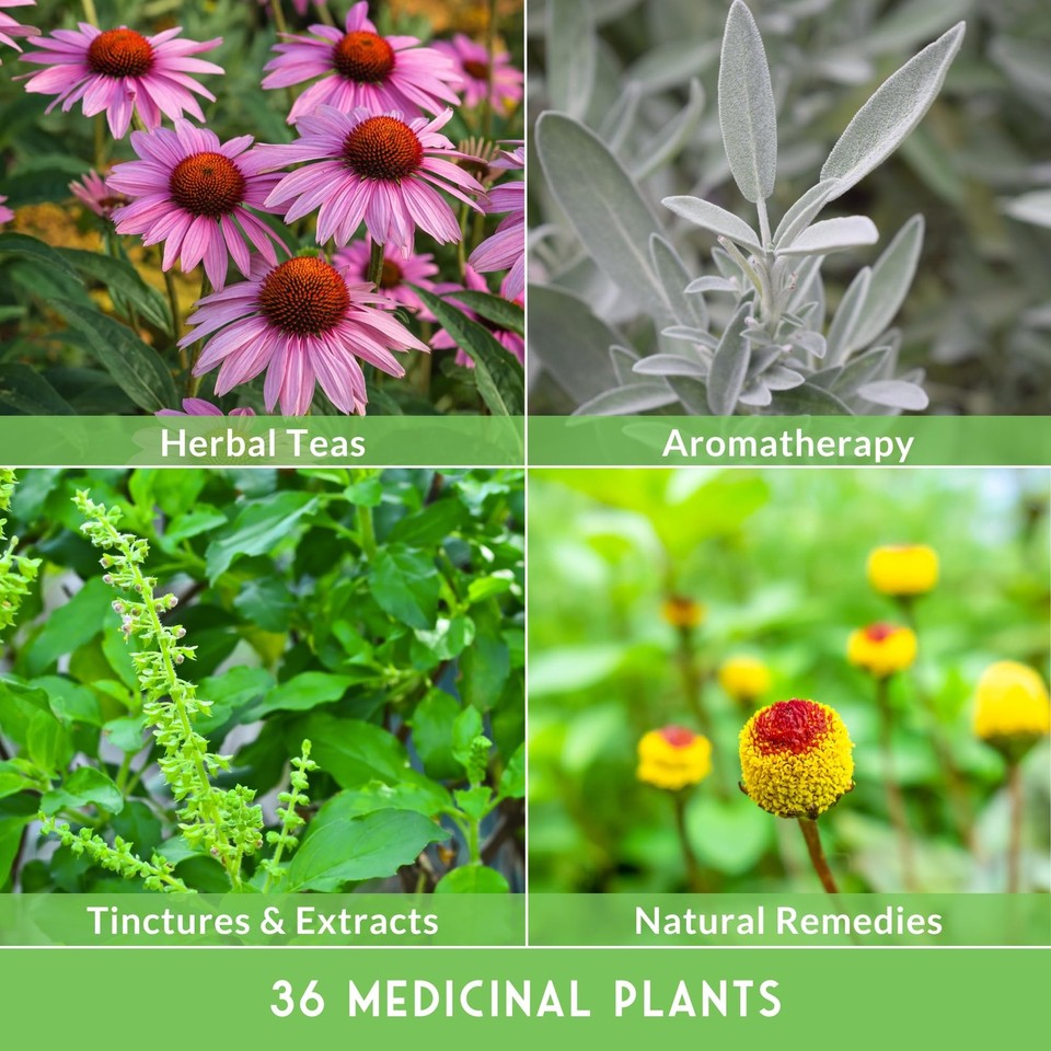 Ultimate Medicinal Herbs 36 Variety Pack 28000+ Herb Seeds for(00)