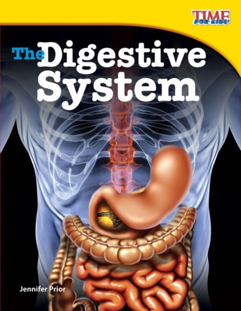 The Digestive System Jennifer Prior - Image 3