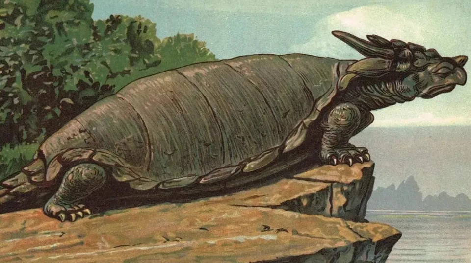 Meiolania Riesen Urschildkröte - Original deutsche Lithographie 1880er Jahre - Bild 4 von 4