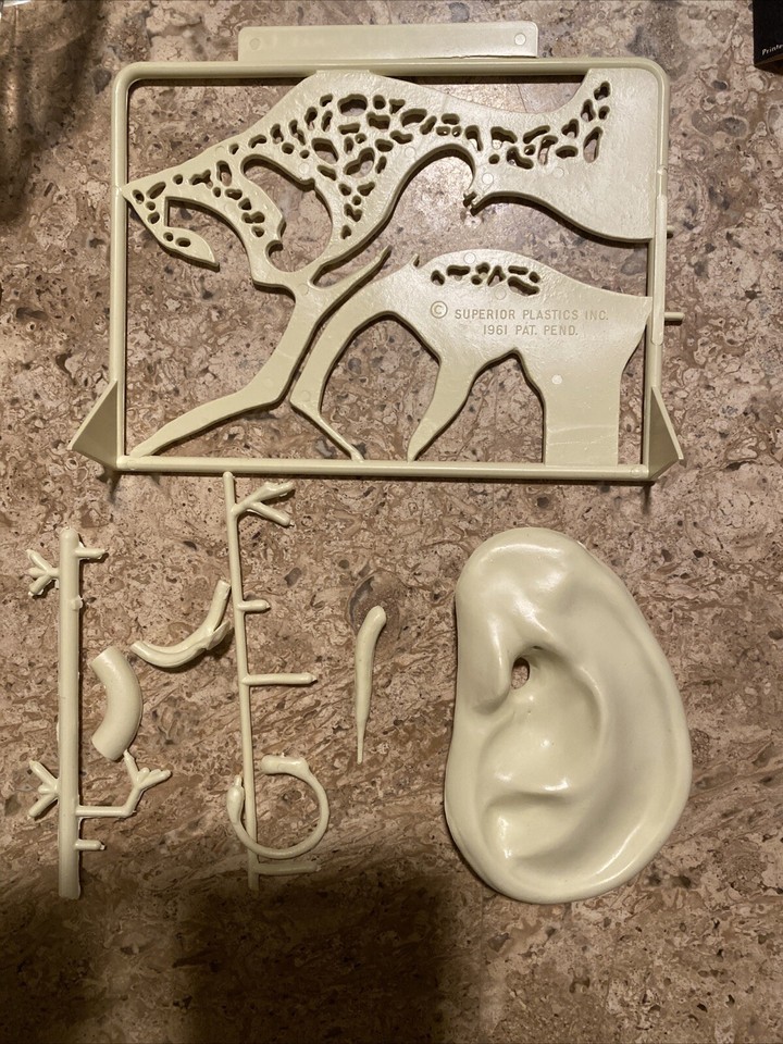 Vintage 1961 Model Kit Anatomy of The Listening Ear Superior Plastics