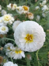 30 Moonlight Marigold Seeds Rare Large Double Bloom Non-GMO Fresh Seeds Heirloom