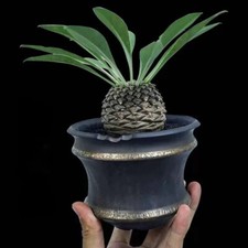 3-4CM Succulent Cactus Plant Euphorbia Bupleurifolia Ball Cactaceae Home Garden