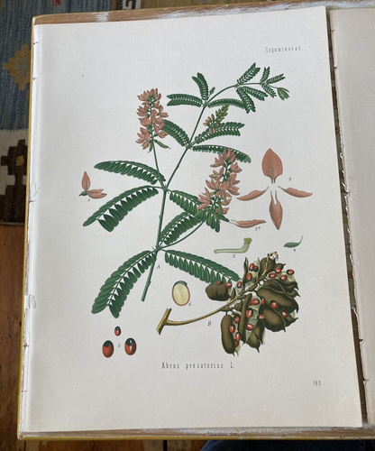 Antik Chromolitho botanische Drucke Platten Heilpflanzen 1880er William Müller - Bild 2 von 8
