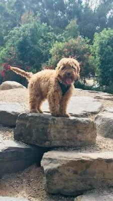 spoodle puppies for sale gumtree