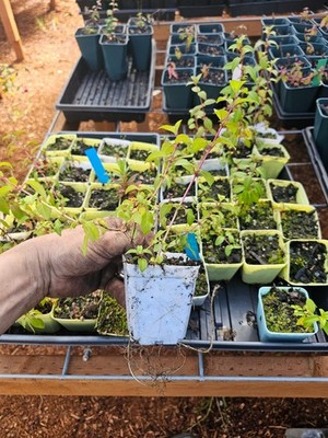 2-PACK large WILD NATIVE FUCHSIA plant hummingbird, prefers shade, in 6'' pot