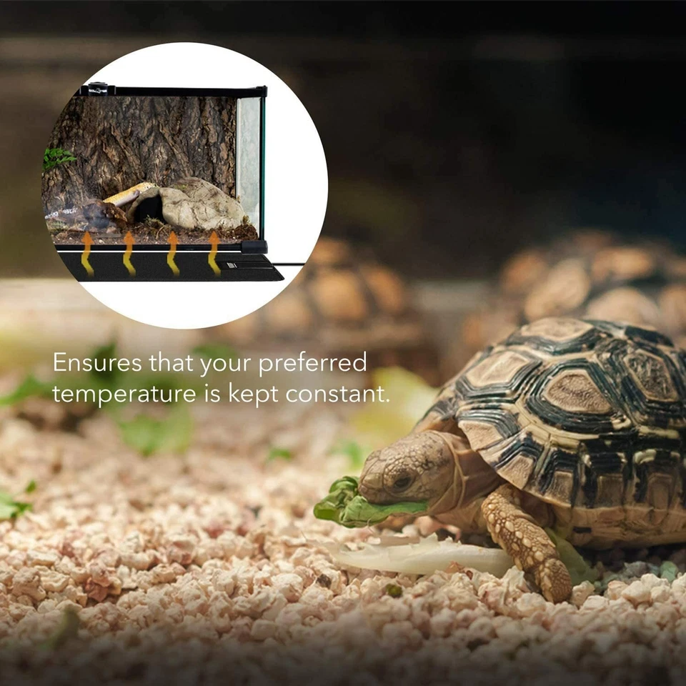 termostato incubadora termostatos para incubadoras digital El mejor facil de usa - Image 2 of 4