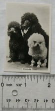1939 Senior Service Dogs No. 18 Poodles