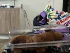 Ty Beanie Babies Weenie The Dachshund Dog Toy