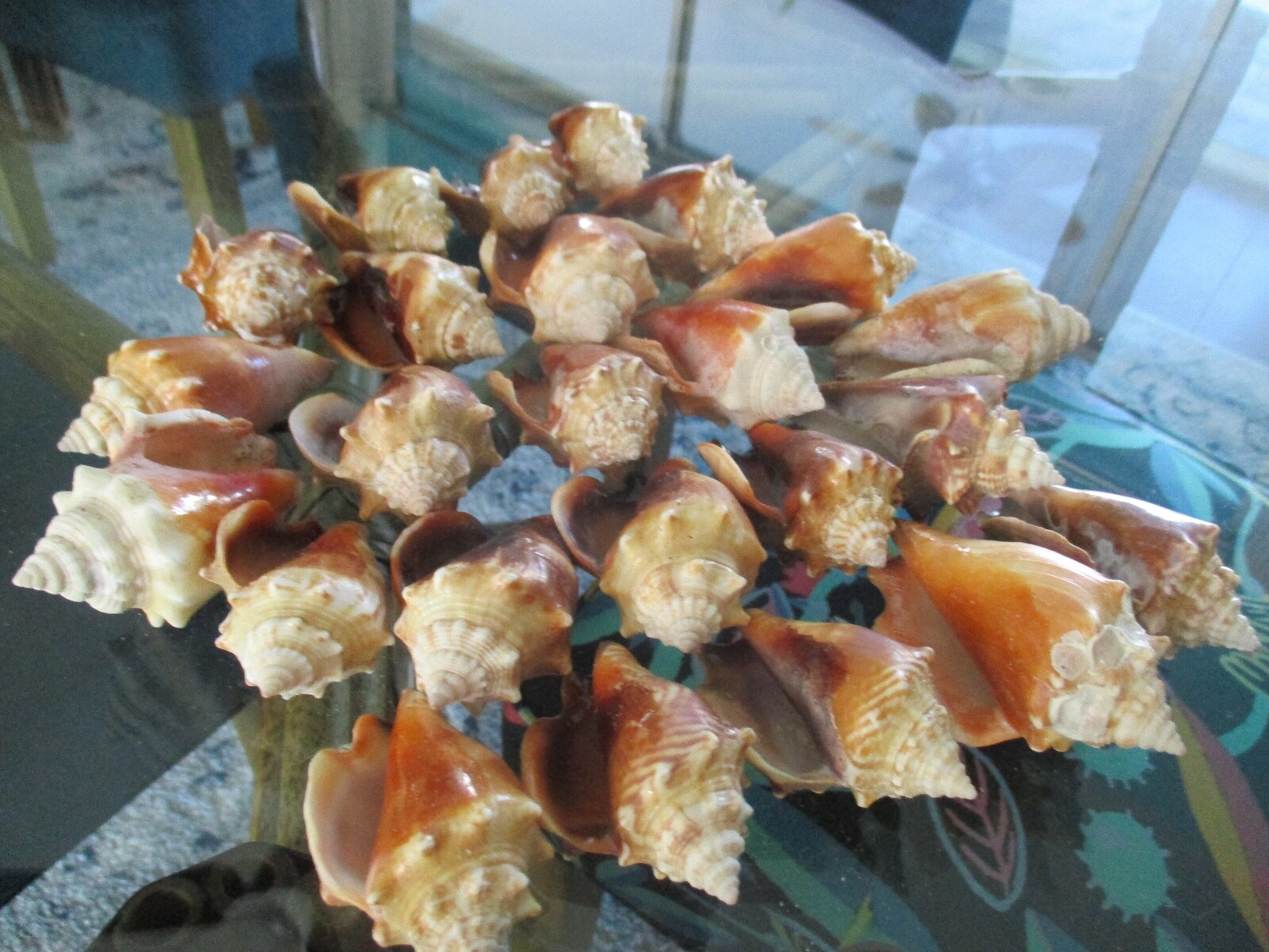 Conch Shells From Sanibel & Captiva Island (25 pieces) | eBay