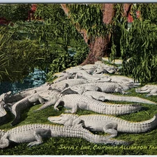 c1910s Los Angeles, CA Alligator Farm Sample Line PC Zoo Croc Litho Photo A325