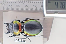 D41689. Insects, Beetles, Carabidae: Mouhotia sp. Laos!!!!!!!!!