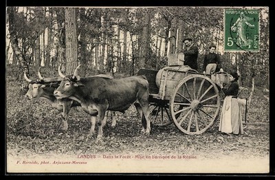 Landes, Dans la Foret, Mise en barrique de la Résine, Ansichtskarte 