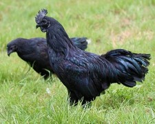 Ayam Cemani Eggs