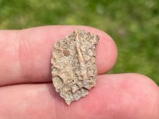 Hell Creek Fossil Crocodile Scute Croc Cretaceous Age South Dakota