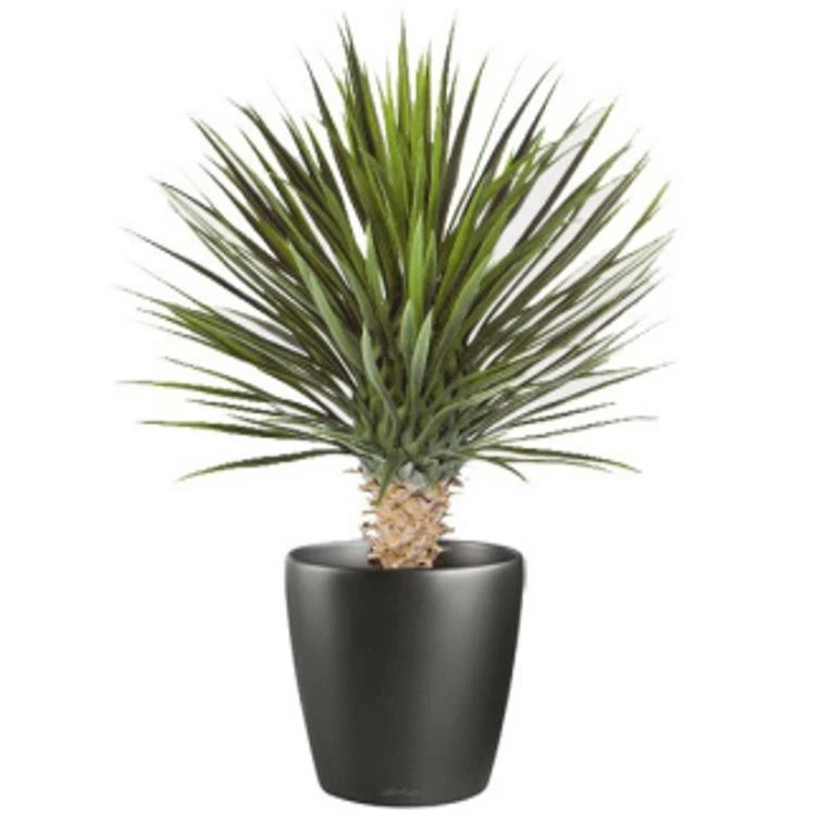 75cm Dracaena Plant - 70620