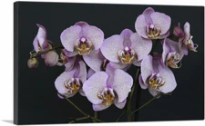 ARTCANVAS Orchids Flowers Home Decor Canvas Art Print