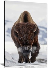 Bison Incoming Canvas Print, Framed Wall Art Pictures for Home Decor 