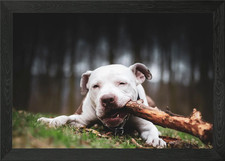 Young pitbull terrier Framed Wall Art Poster Canvas Print Picture