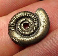 Pyrite ammonite fossil Crucilobiceras (16mm) Charmouth Jurassic Coast Fossils UK