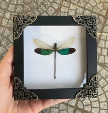 Real Framed Wings Dragonfly Preserved Insect Specimen Wall Decor Handmade