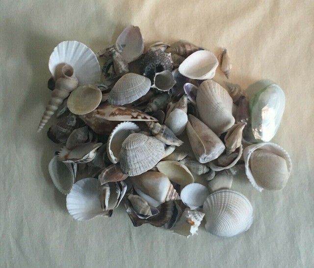 14 Oz of Assorted Sea Shells eBay
