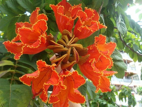 SPATHODEA CAMPANULATA (30 SEEDS) AFRICAN TULIP TREE - Picture 2 of 3