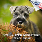 Miniature Schnauzer Calendar 2025 Full Size 12x24 Made in Usa