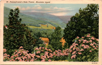 Pennsylvania, Mountain Laurel, Mr. Claude M. Snyder, Harrisburg, Postcard