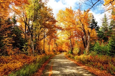 Fall Foliage Autumn Road New Hampshire Colorful Tree Photo Wall Art Poster 24x16