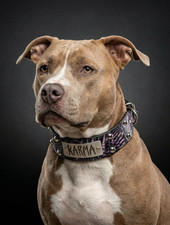 Custom Personalized 2" Wide Tapered Italian Leather Studded Dog Collar