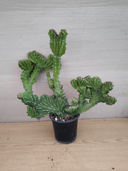 9817 EUPHORBIA Ledieni Cristata 28,0cm. cactus, suculenta.