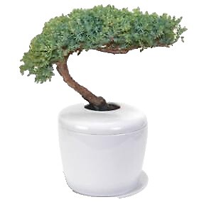 50 Semillas De Enebro Chino (Juniperus Chinensis) - Semillas Frescas Para Bonsái - Sabina 50 Semillas De Enebro Chino (Juniperus Chinensis) - Semillas Frescas Para Bonsái - Sabina