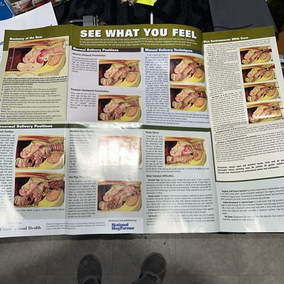 Pfizer Hog Reproductive Anatomy Poster