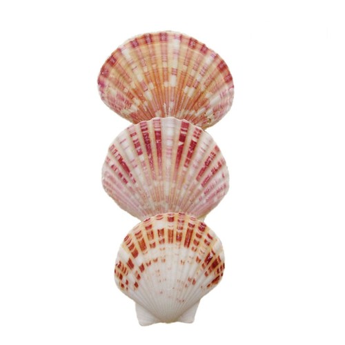 50 Pcs Decorative Shells Seashells Crafting Mini Beach Decorations Crafts - Picture 5 of 11