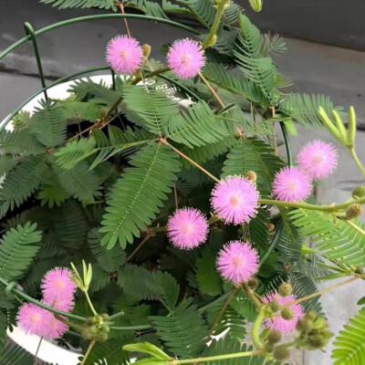 110pcs Mimosa Sensitive Plant 110pcs Mimosa Pudica TOUCH ME NOT Flower Balcony